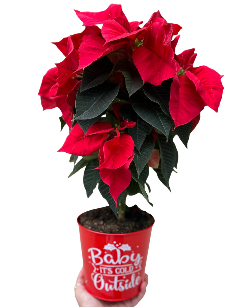Potted poinsettia plant with a red pot holding a sign that says 'Baby, It's Cold Outside' on a white background.