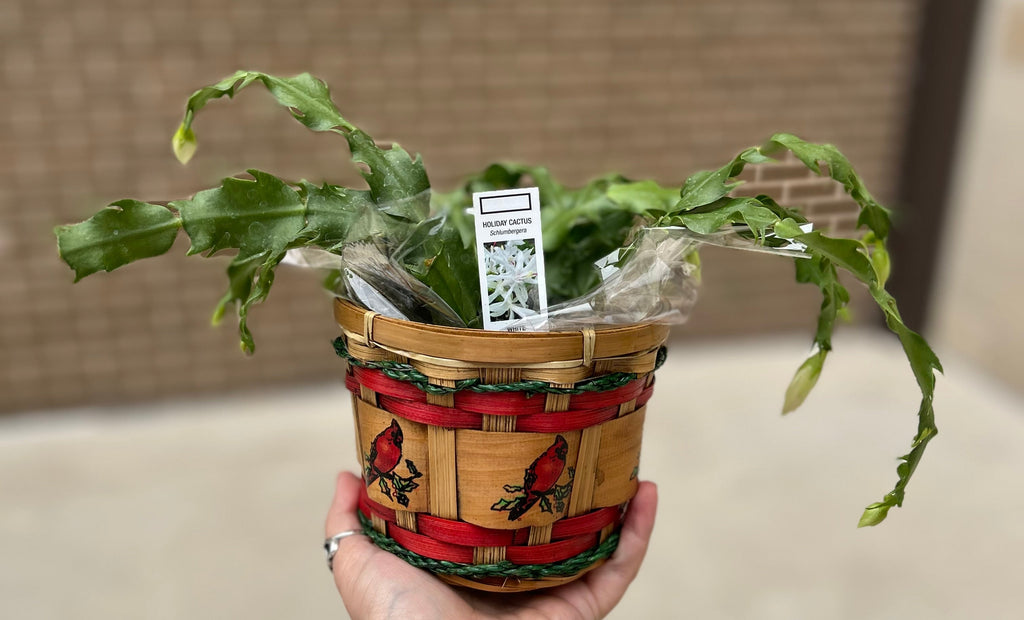 Christmas Greenhouse Sale