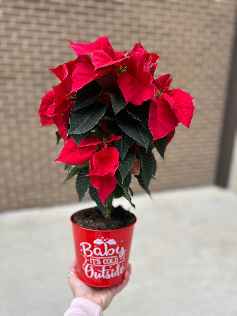 Christmas Greenhouse Sale