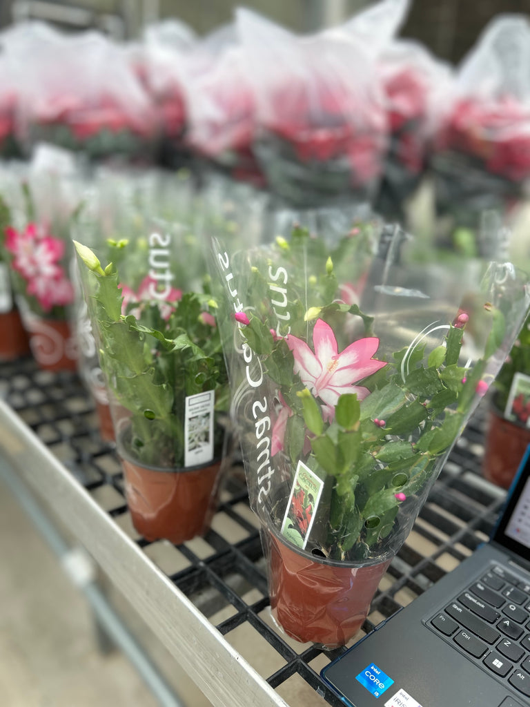 Christmas Greenhouse Sale