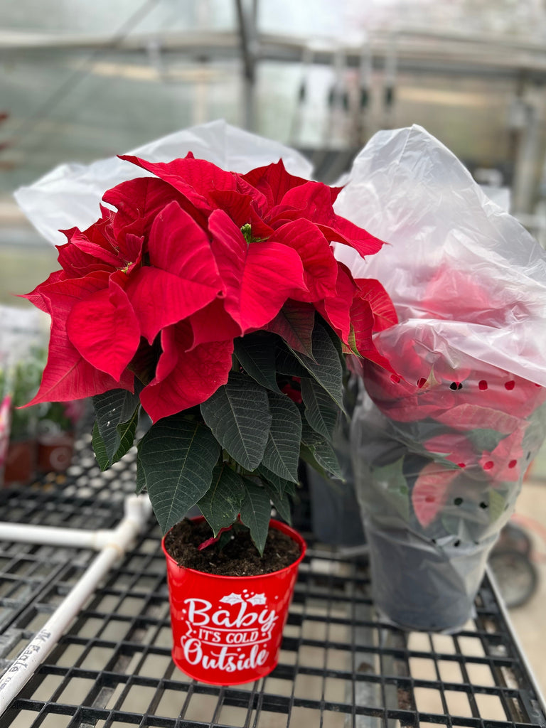 Christmas Greenhouse Sale