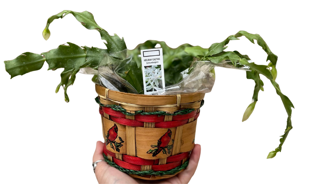 Christmas Greenhouse Sale